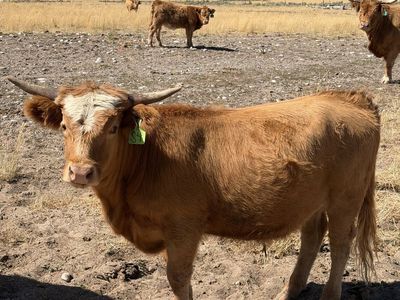 Highland Steer