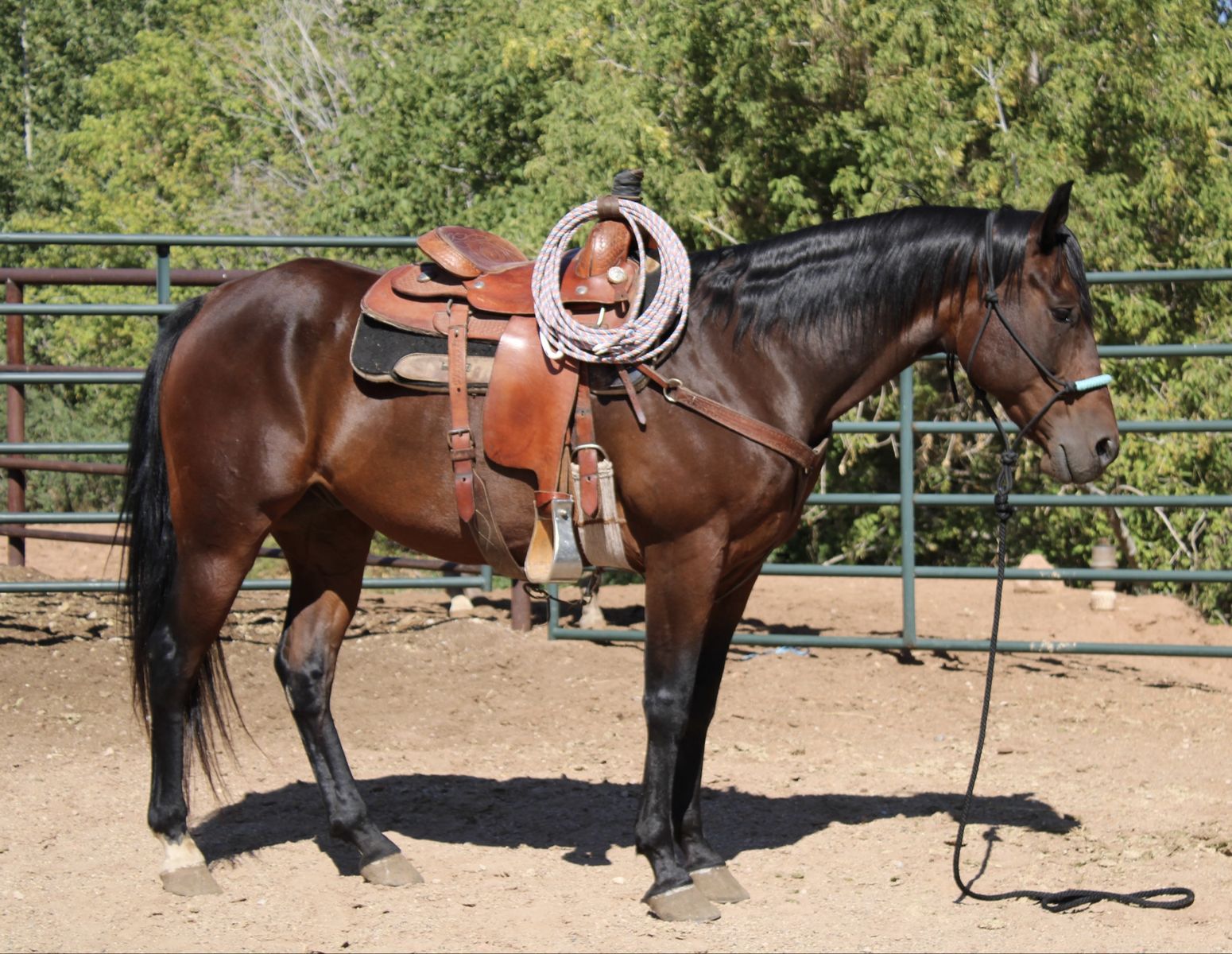 Professional Horse Pictures