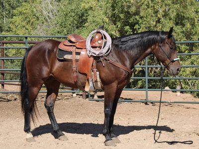 Professional Horse Pictures