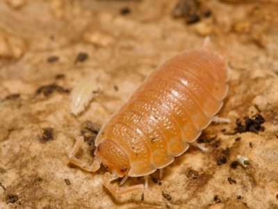 Porcellio Scaber, Spanish Orange Isopods