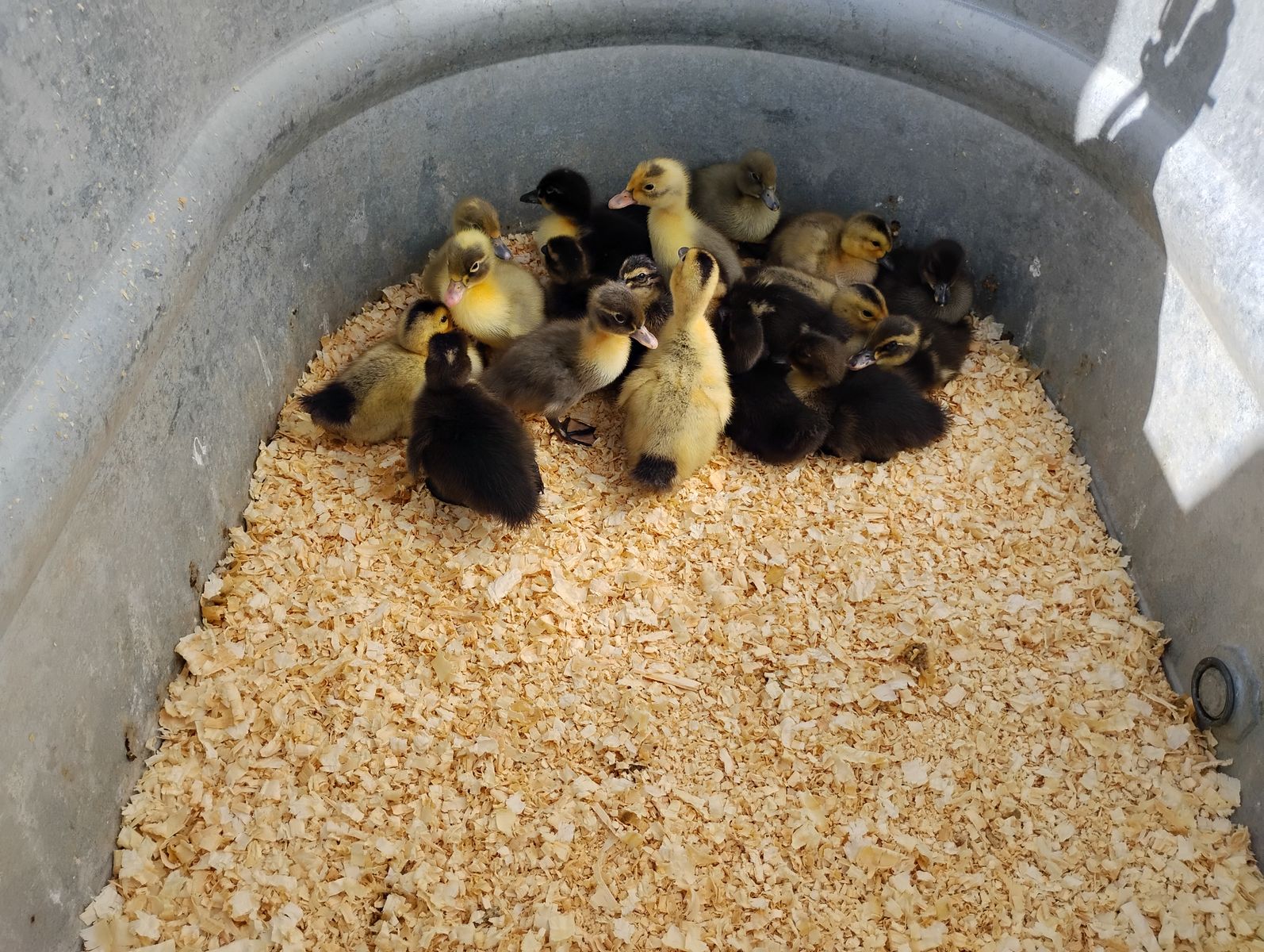 Barnyard mix ducklings Ready Now!
