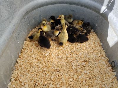 Barnyard mix ducklings Ready Now!