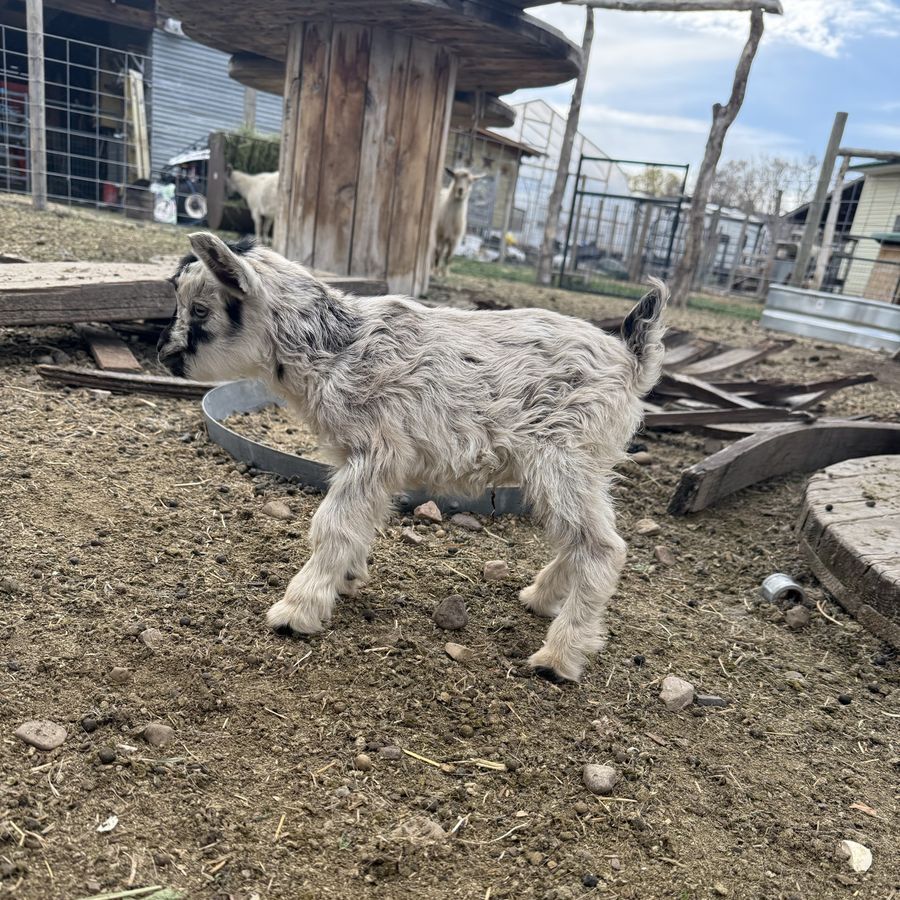 Nigerian Dwarf Doeling