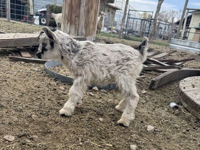 Nigerian Dwarf Doeling