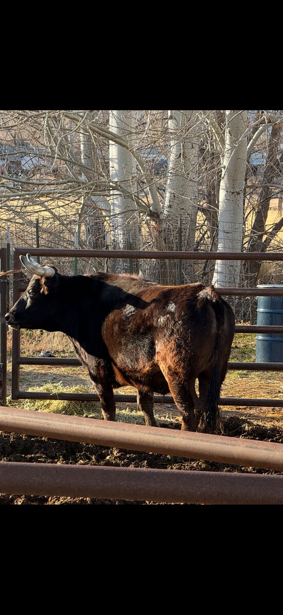 Steer For Sale