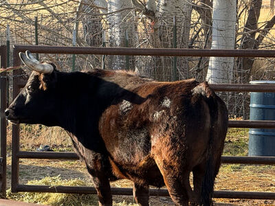 Steer For Sale
