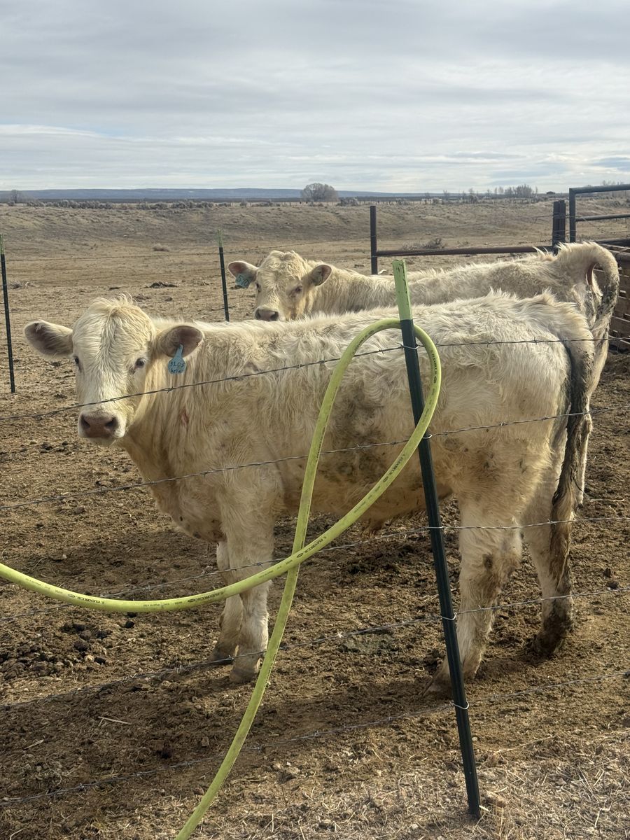 Pure Bred charlett Bull