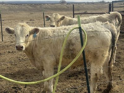 Pure Bred charlett Bull