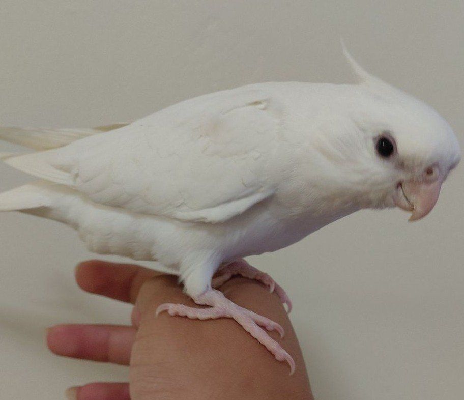 Baby Tame Albino Cockatiel 