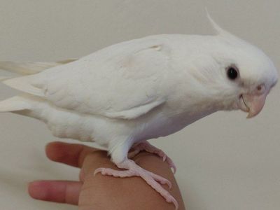 Baby Tame Albino Cockatiel