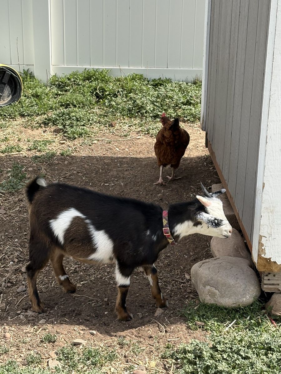 Goat, female