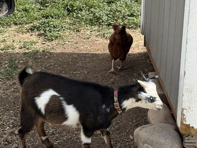 Goat, female