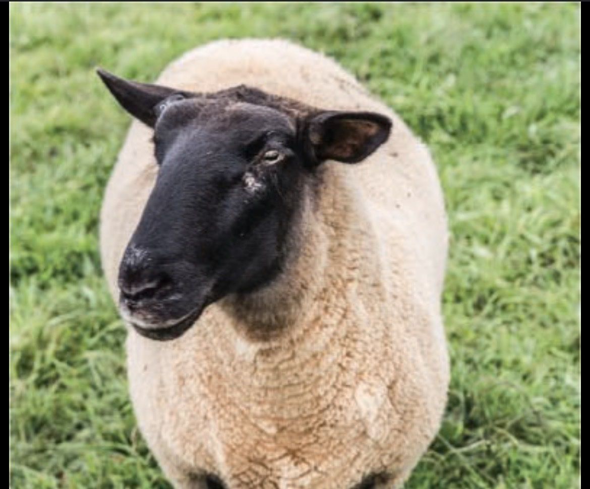 Lambs- Black face suffix- born February