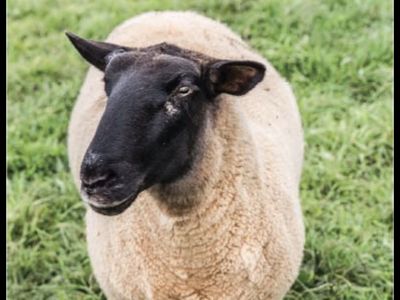 Lambs- Black face suffix- born February