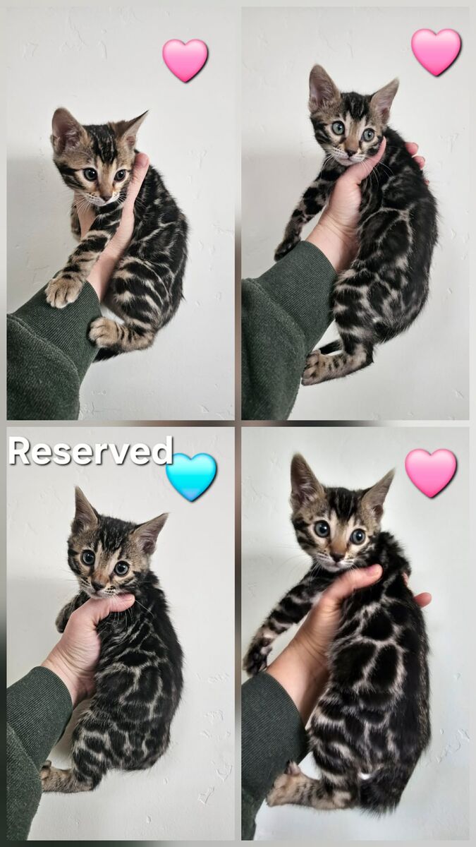 Adorable TICA-Registered Bengal Kittens — Ready for Their Forever Homes!