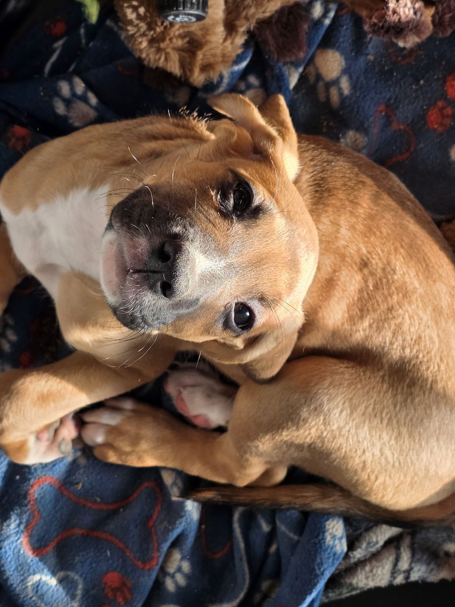 Bluetick coonhound and boxer mix puppies