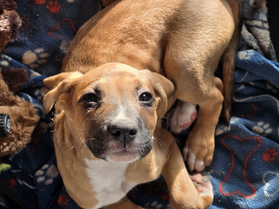 Bluetick coonhound and boxer mix puppies