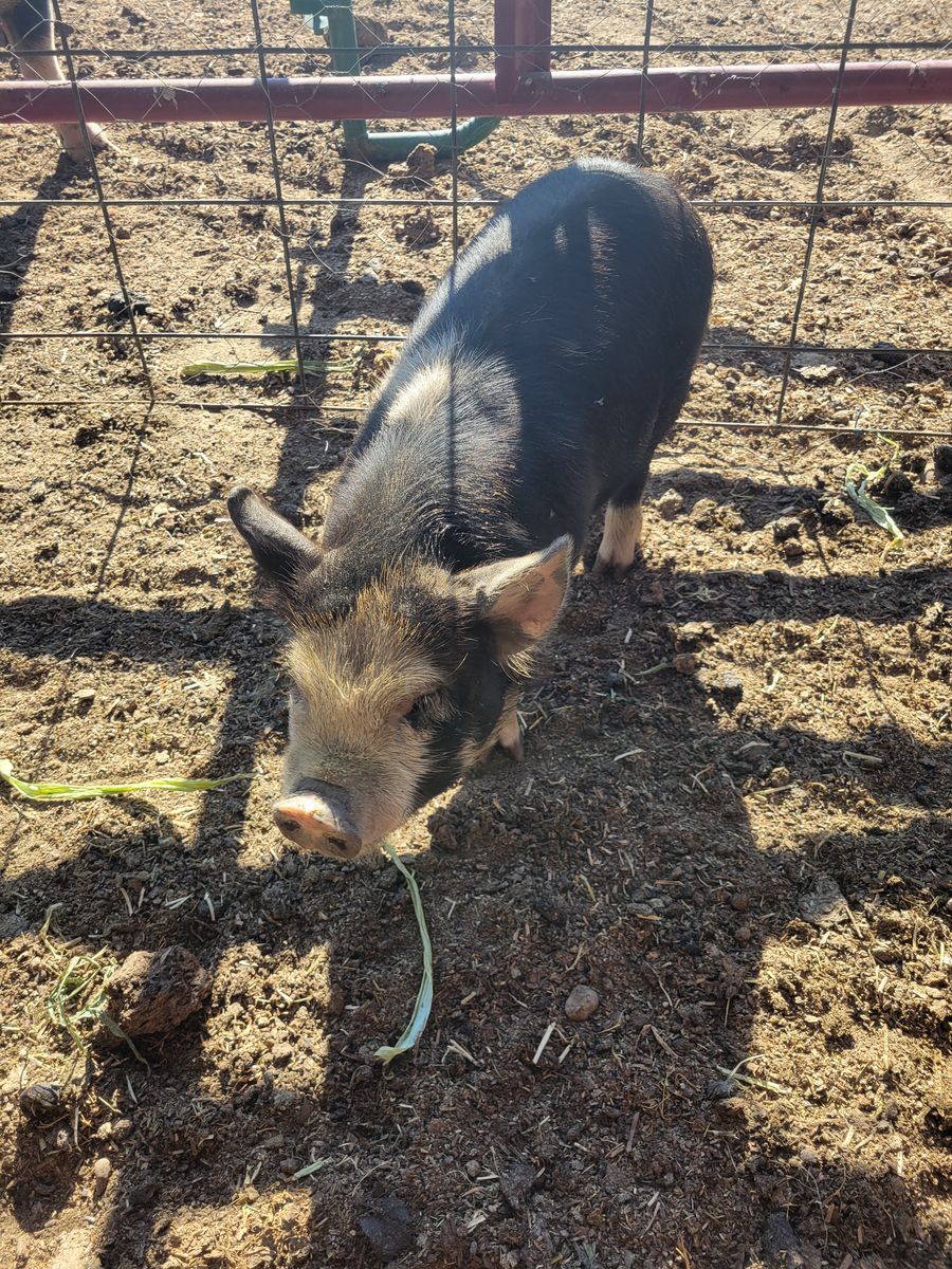 Idaho Pasture Pig (IPP)