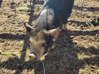 Idaho Pasture Pig (IPP)