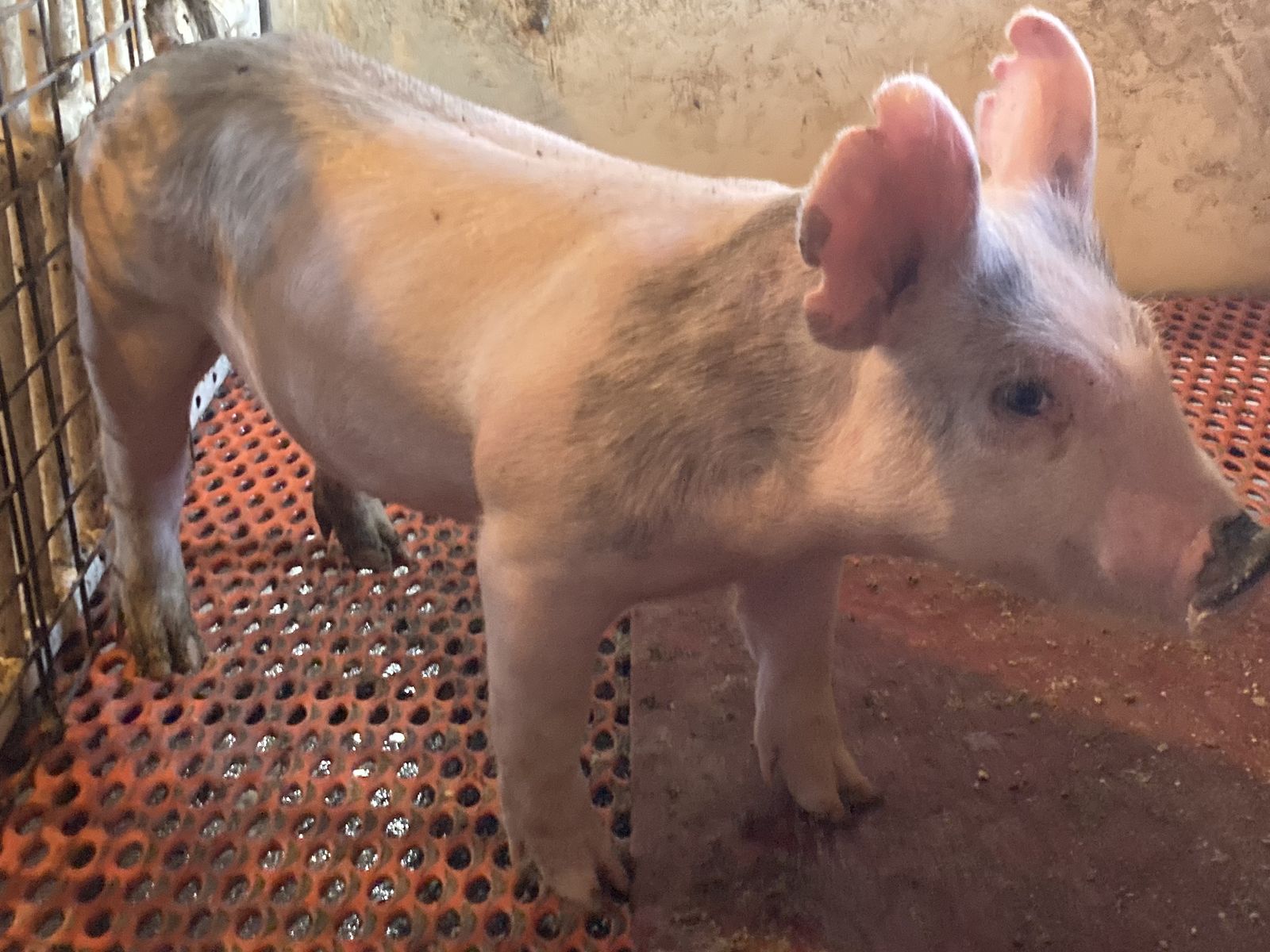 Feeder/ Roaster Pigs