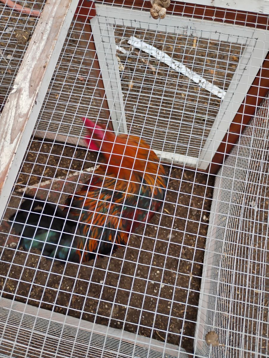 4 Roosters