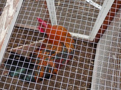 4 Roosters
