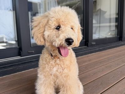 Happiest House Trained Akc Mini Poodle Boy