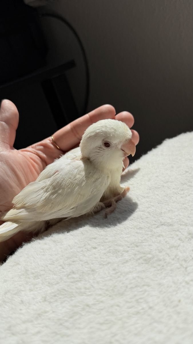 Quaker