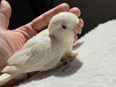 Quaker