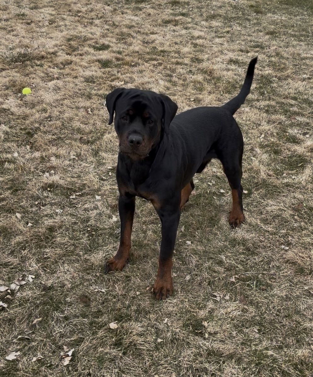 18mo AKC German Rottweiler Male