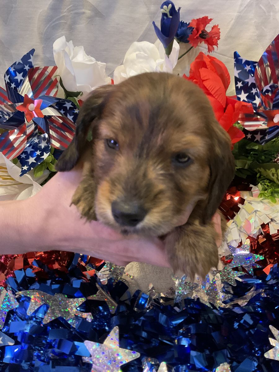 AKC Long Hair Male Dachshund