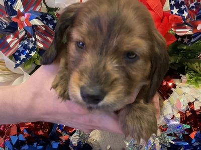 AKC Long Hair Male Dachshund