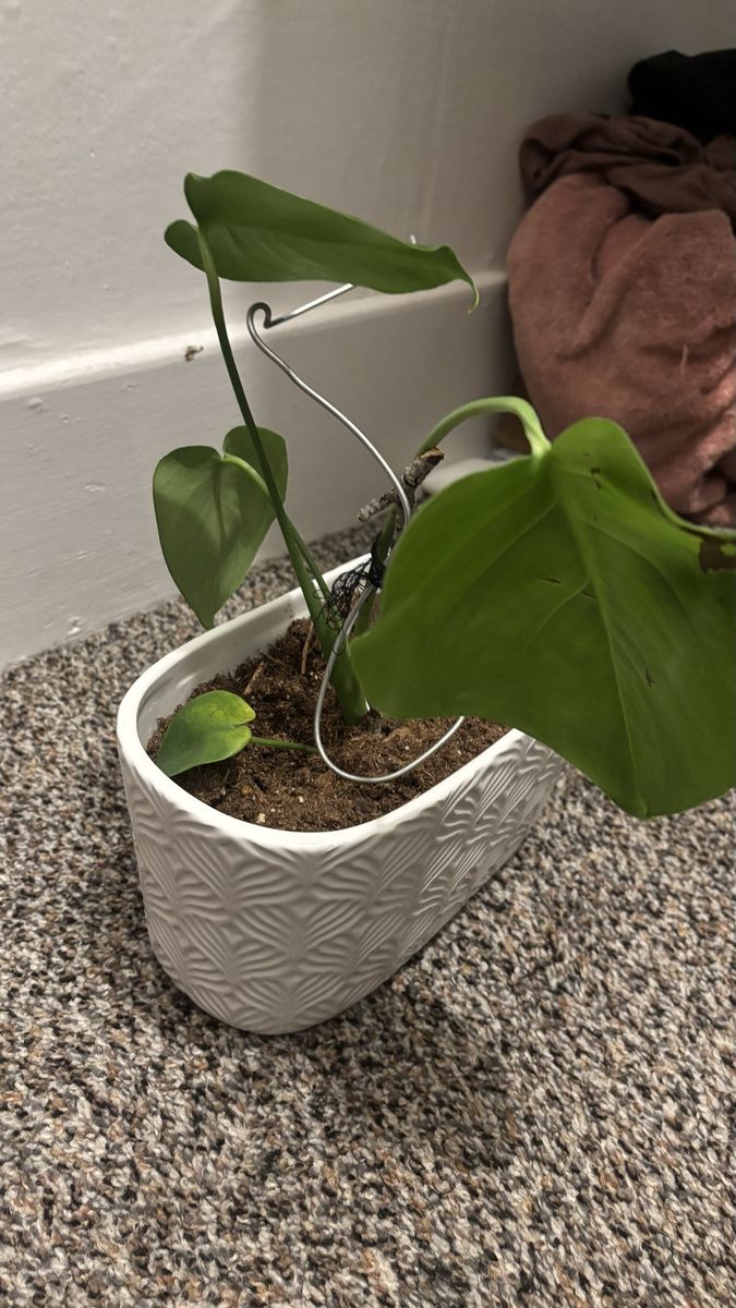 Monstera Plant in White Ceramic Planter - Live Houseplant, pots included