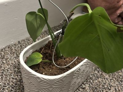 Monstera Plant in White Ceramic Planter - Live Houseplant, pots included