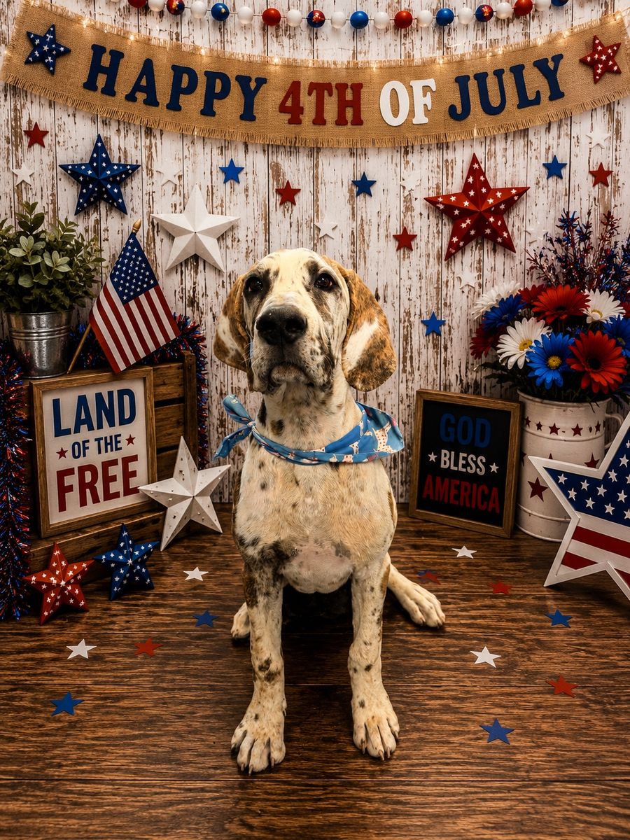 5-Month-Old Male Brindlequin Great Dane Pup - Fully Vaccinated, AKC Registered, Pro-Trained
