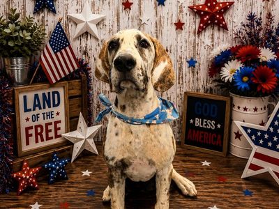 5-Month-Old Male Brindlequin Great Dane Pup - Fully Vaccinated, AKC Registered, Pro-Trained