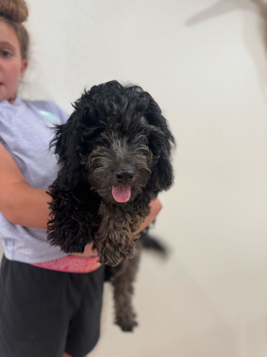Adorable Hypoallergenic Blue Merle Cavapoo Puppy