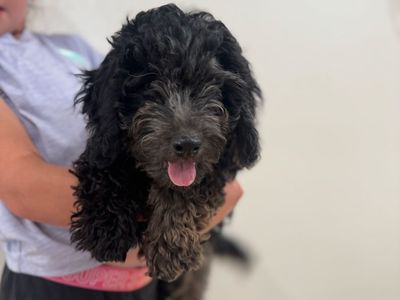 Adorable Hypoallergenic Blue Merle Cavapoo Puppy