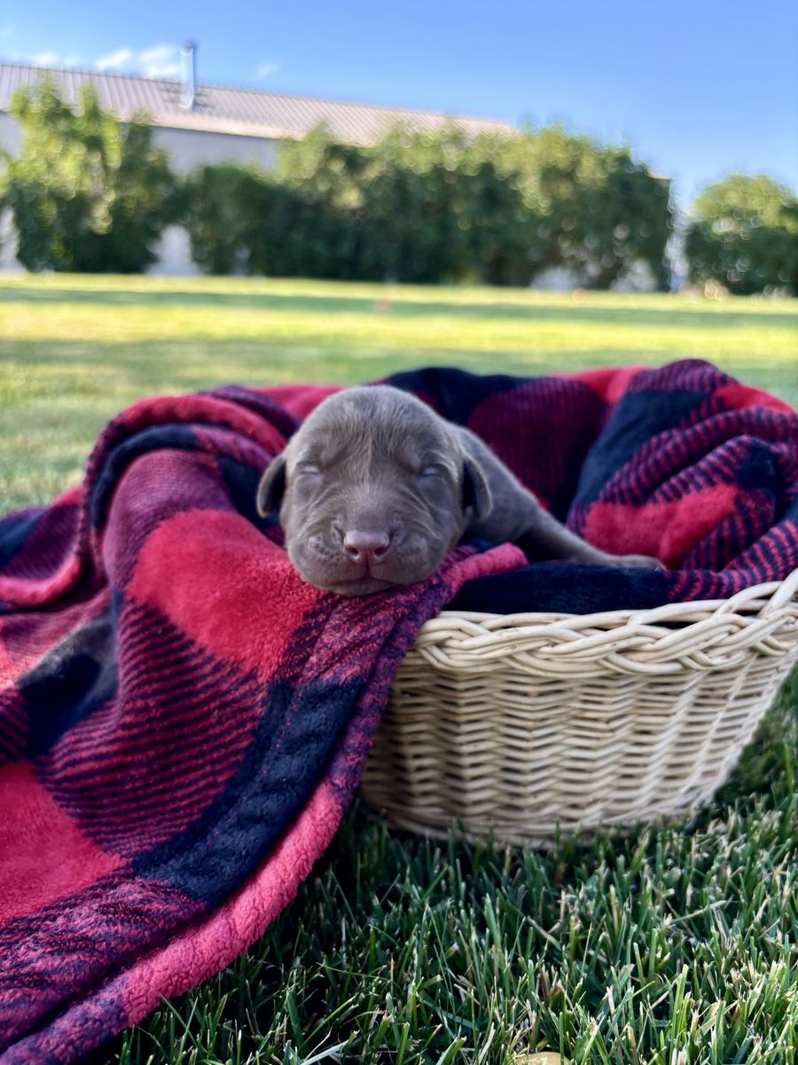 AKC Chocolate Labs For Sale!