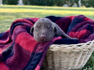 AKC Chocolate Labs For Sale!