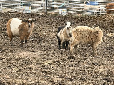 Pygmy Goats For Sale