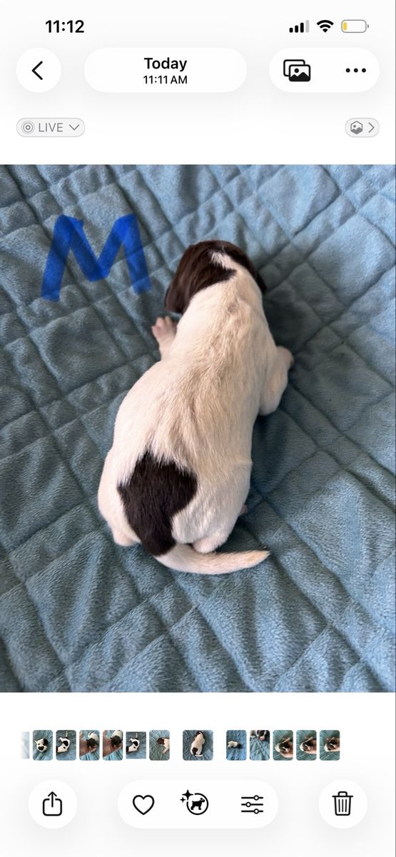 German Short Hair Puppies