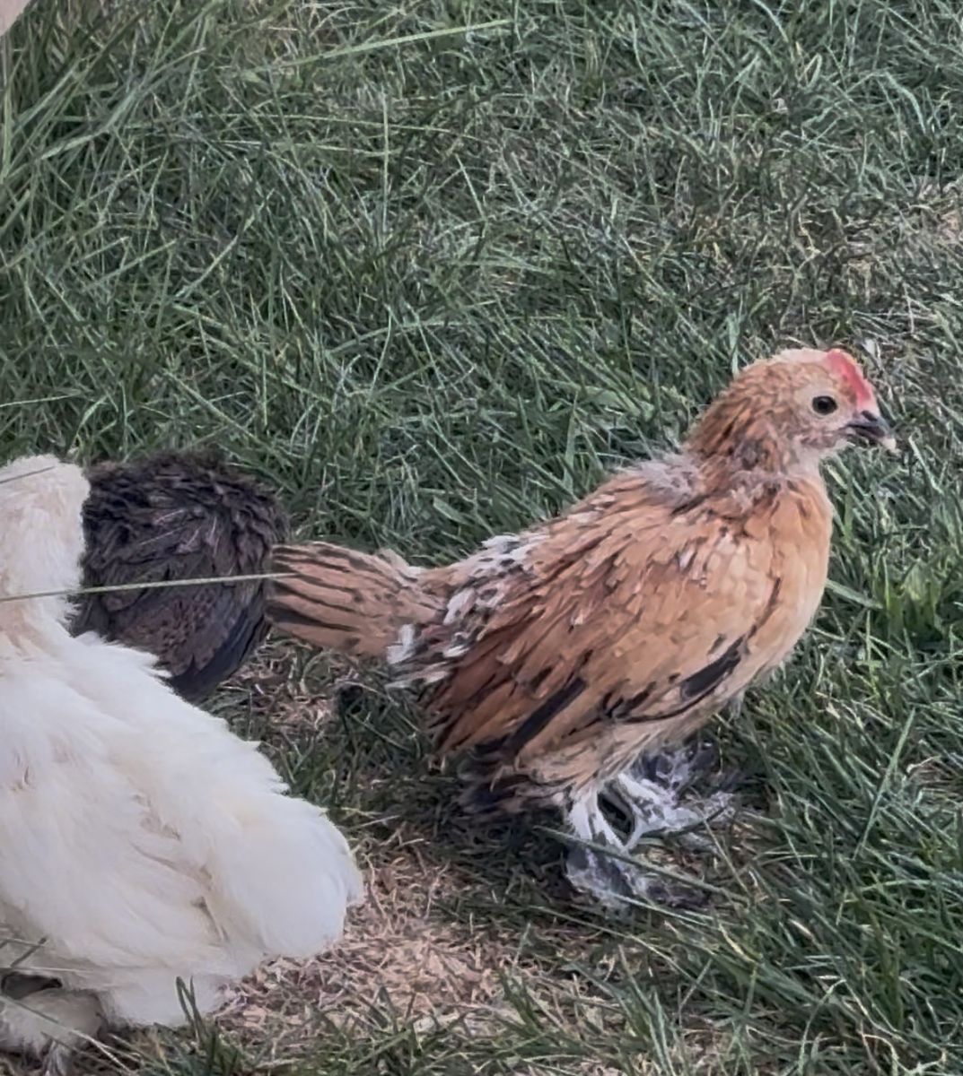 Cute little bantam rooster