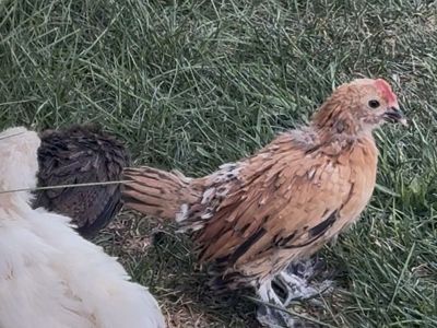 Cute little bantam rooster