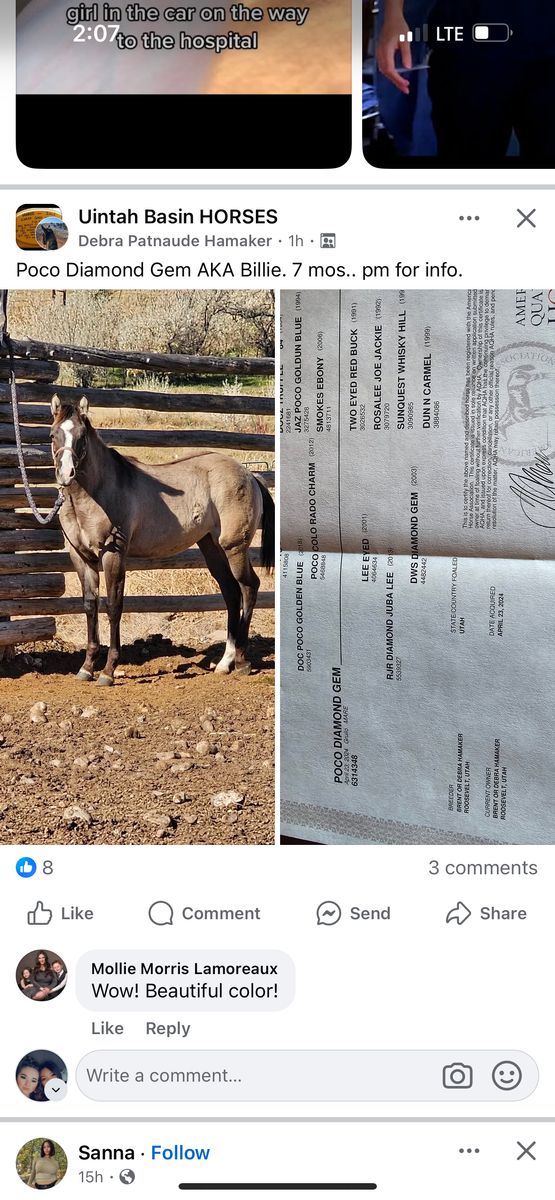 2 Year Old Papered Filly. Currently Started