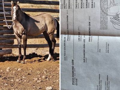 2 Year Old Papered Filly. Currently Started