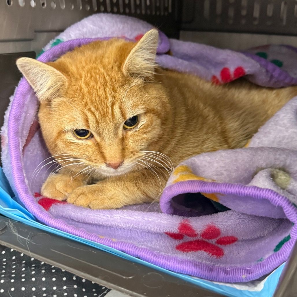 Hello my name is Jugo