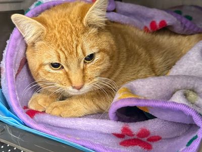 Hello my name is Jugo