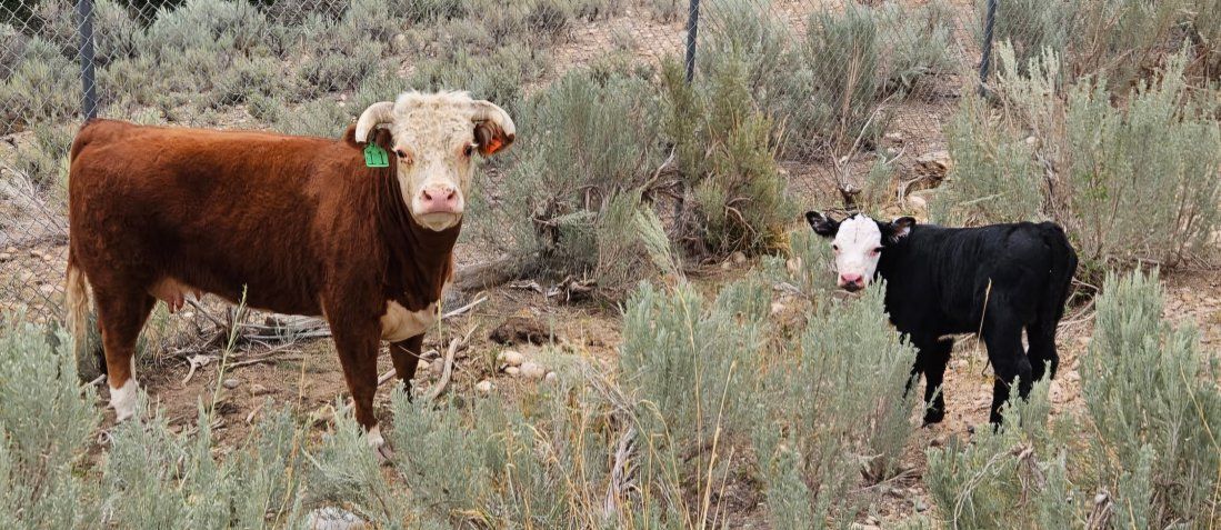 Registered Mini Hereford Cow and Black Baldy Calf Pair