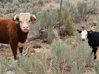 Registered Mini Hereford Cow and Black Baldy Calf Pair
